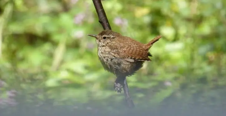 Wren